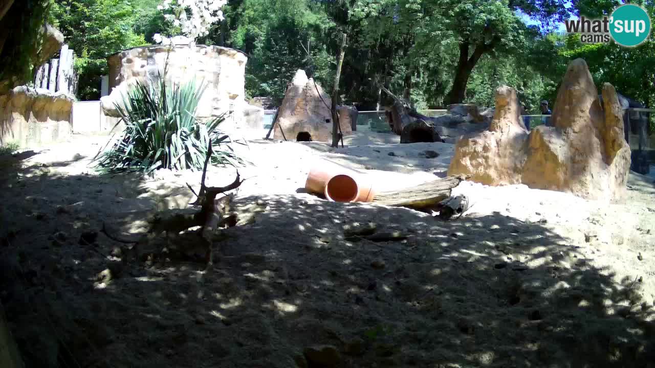 Web kamera Zoo Ljubljana – Merkat