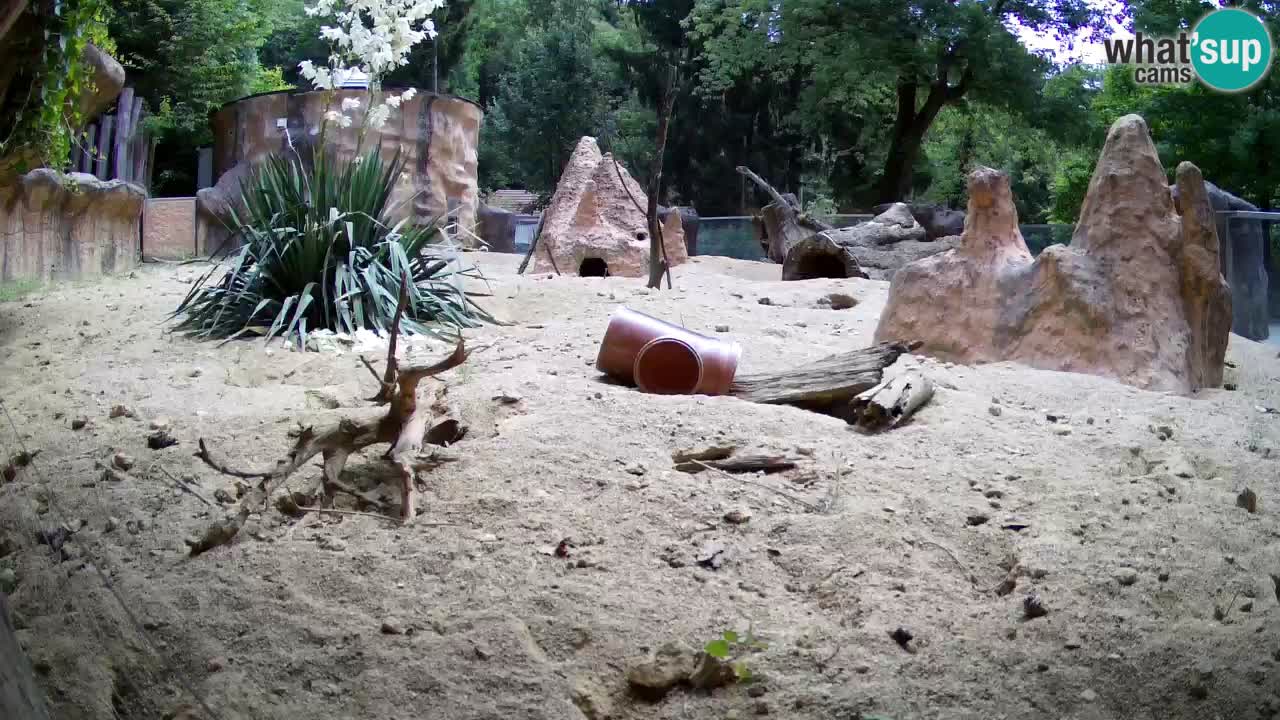 Webcam live Zoo Ljubljana – Suricata