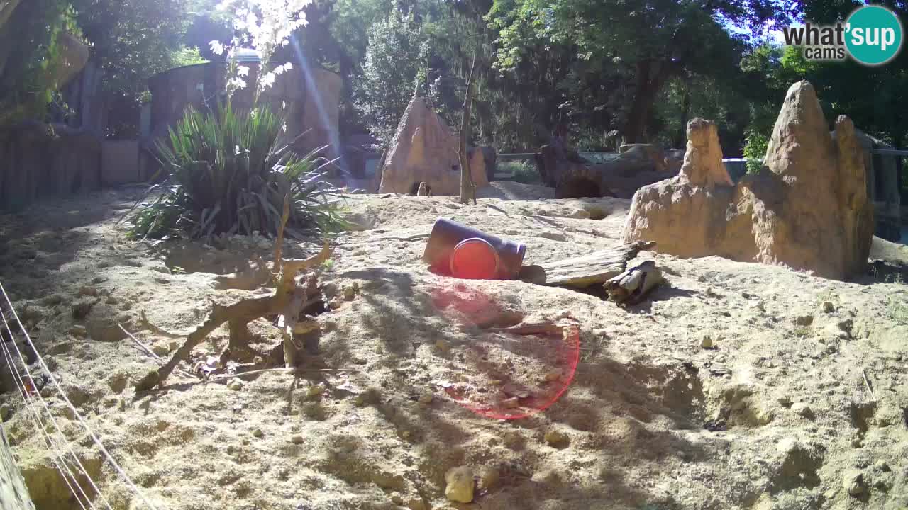 Webcam live Zoo Ljubljana – Suricata