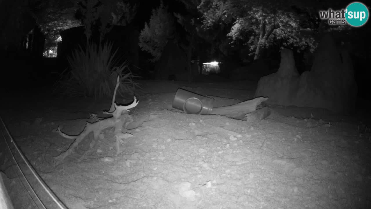 Zoo Ljubljana – Live webcam Meerkat (Suricata)