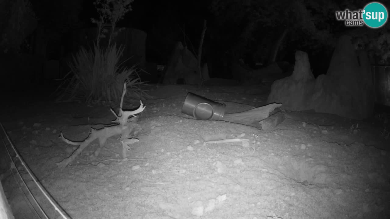 Zoo Ljubljana – Live webcam Meerkat (Suricata)