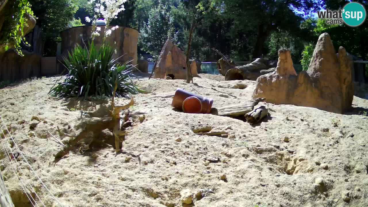 Webcam live Zoo Ljubljana – Suricata