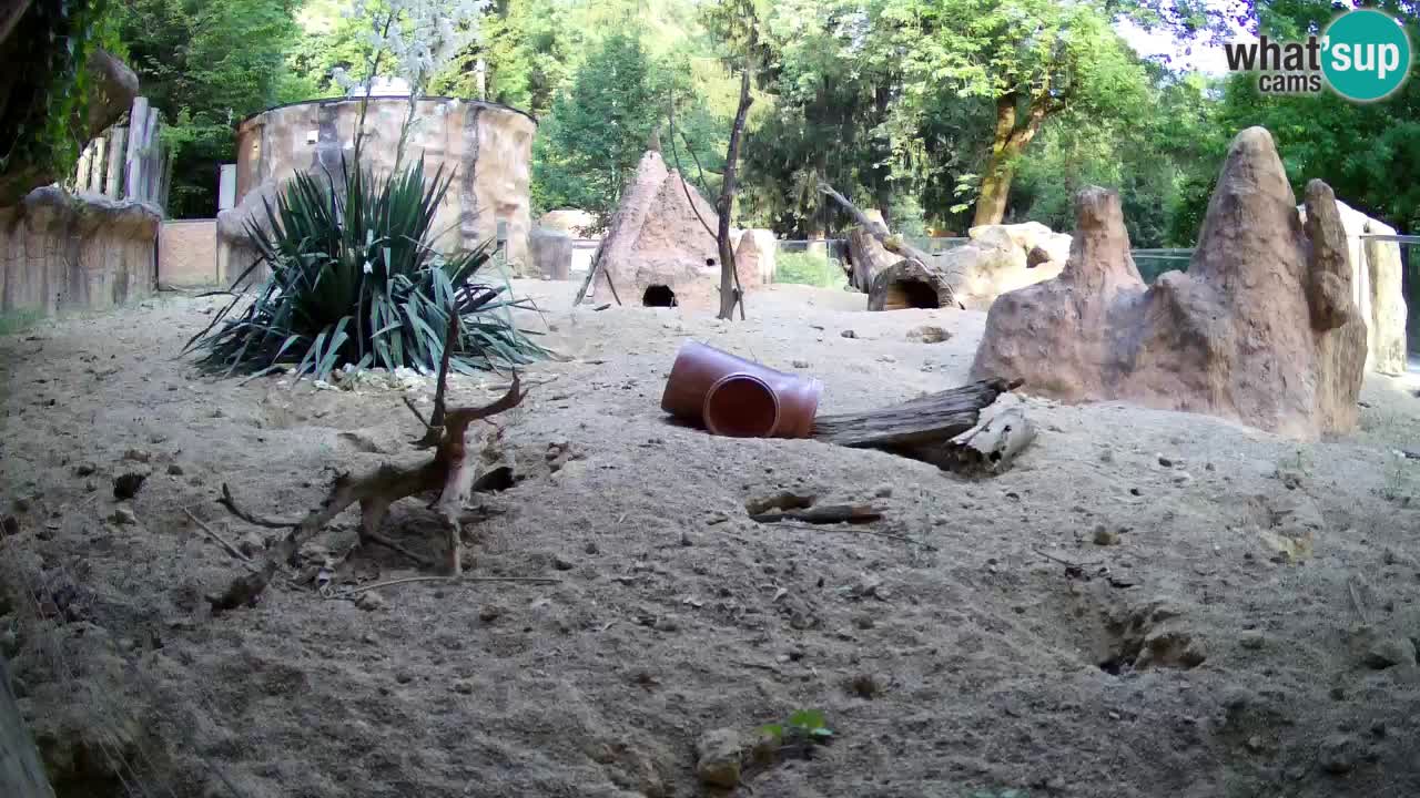 Zoo Ljubljana – Live webcam Meerkat (Suricata)