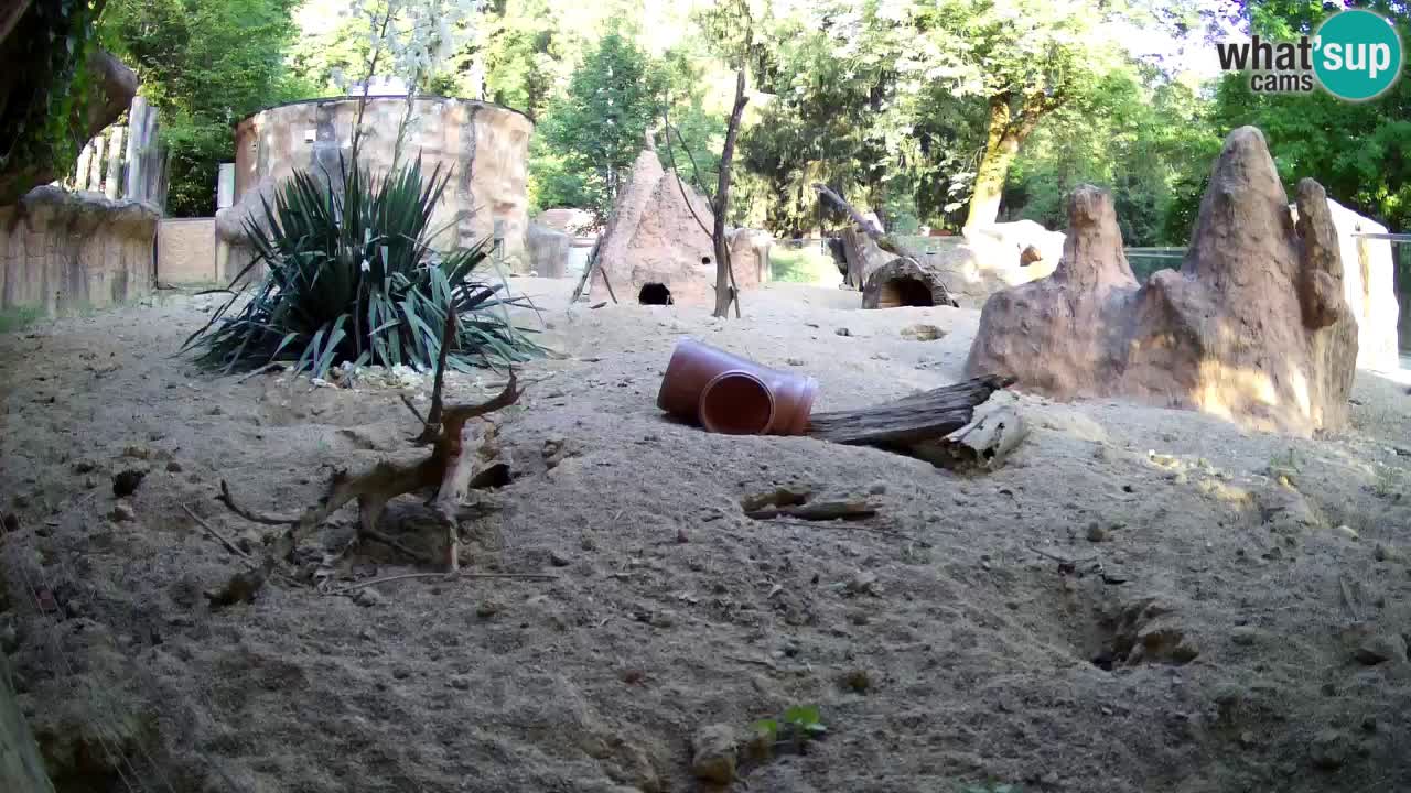 Webcam live Zoo Ljubljana – Suricata