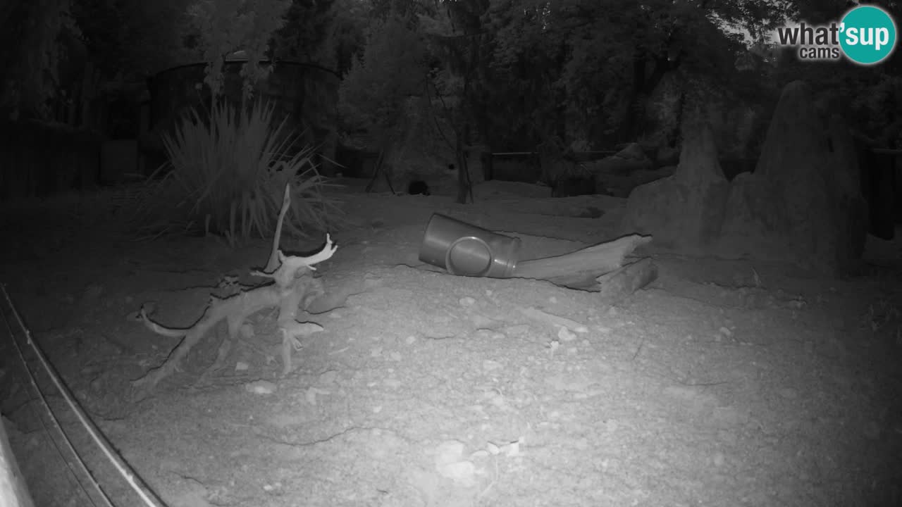 Zoo Ljubljana – Live webcam Meerkat (Suricata)