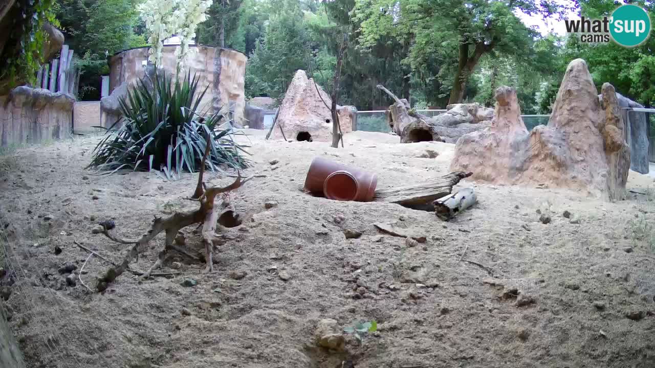 Zoo Ljubljana – Live webcam Meerkat (Suricata)