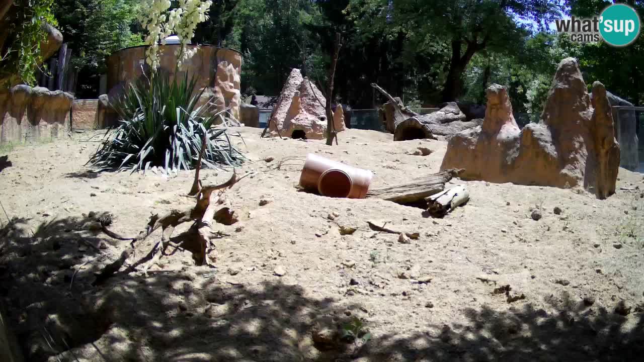 Zoo Ljubljana – Live webcam Meerkat (Suricata)