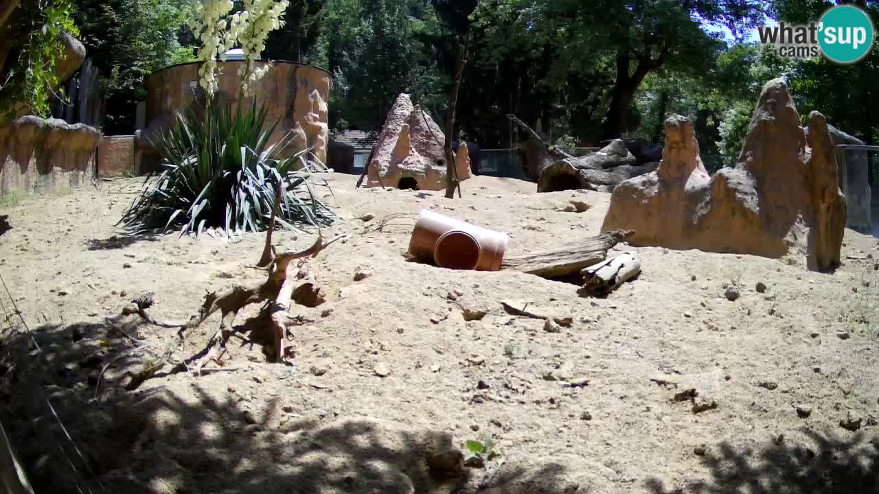 Live cam Zoo Ljubljana – Erdmännchen
