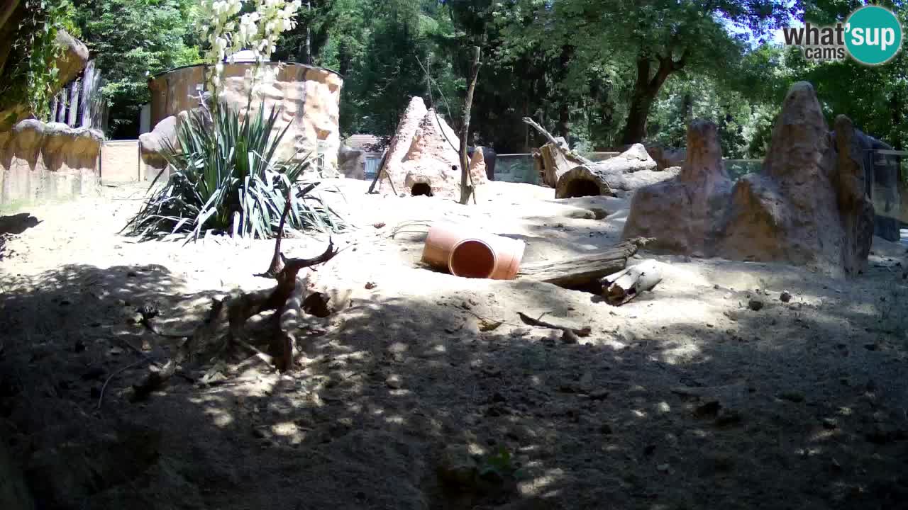 Zoo Ljubljana – Live webcam Meerkat (Suricata)
