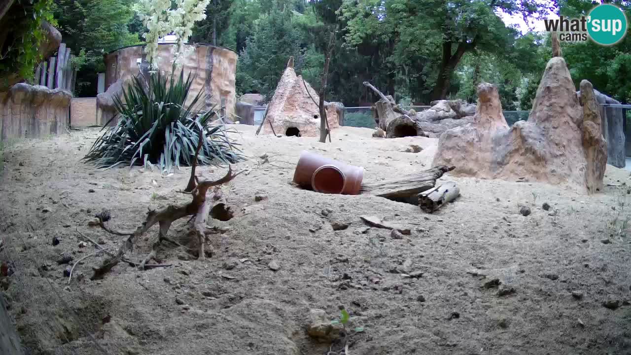 Zoo Ljubljana – Live webcam Meerkat (Suricata)