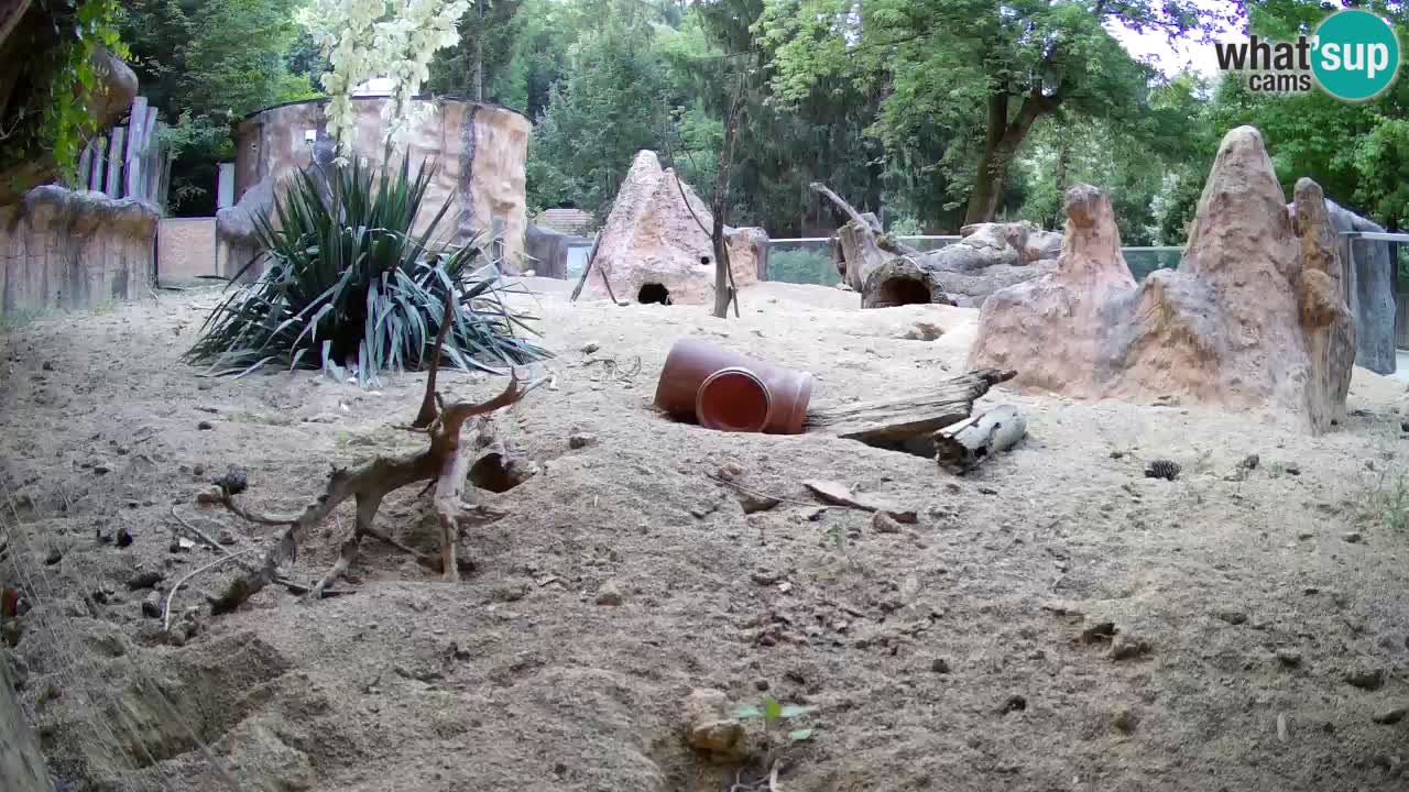 Webcam live Zoo Ljubljana – Suricata