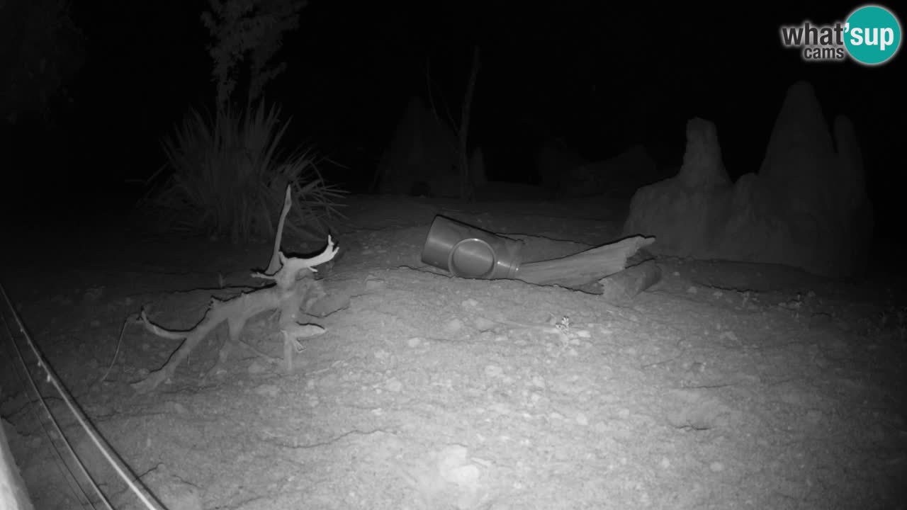 Webcam Zoo Ljubljana – Suricate