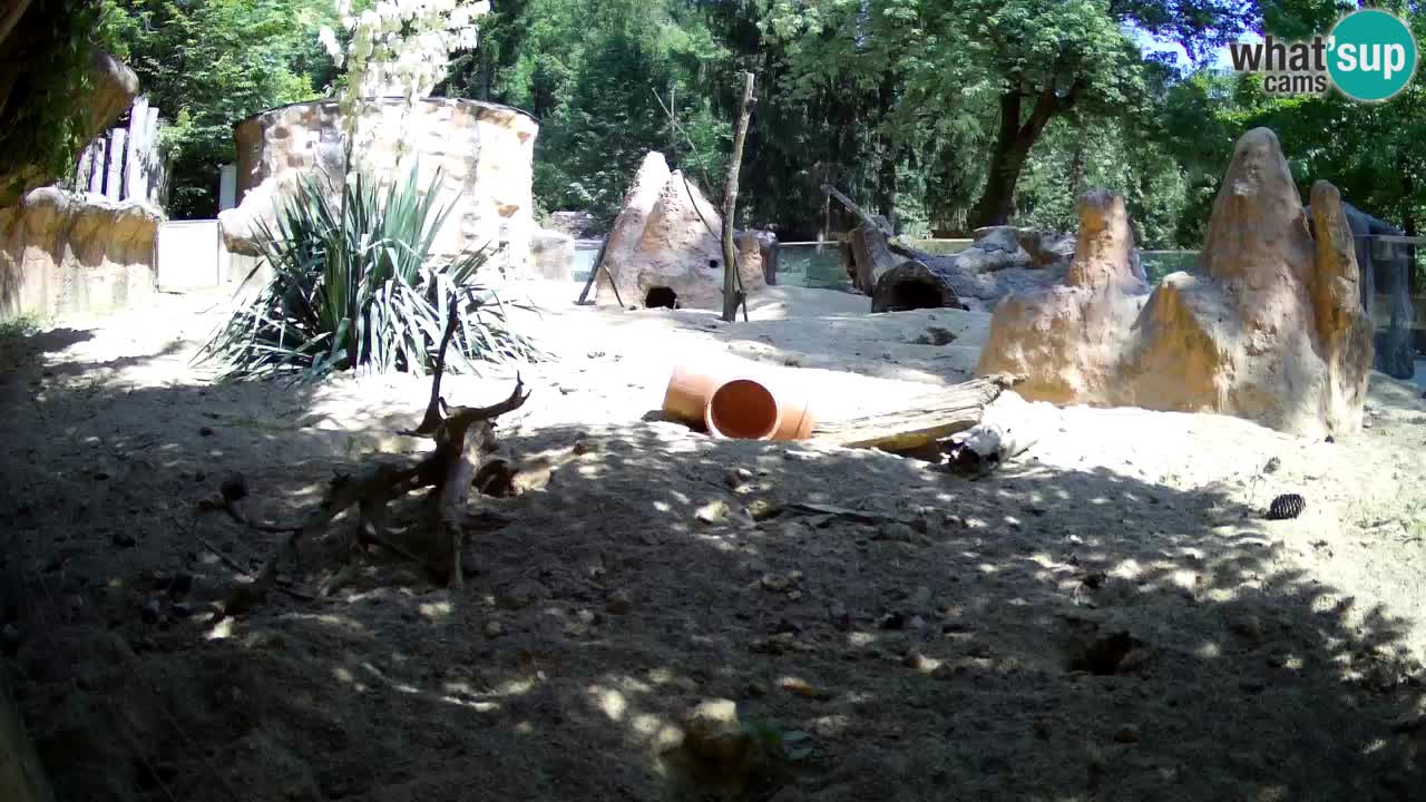 Live cam Zoo Ljubljana – Erdmännchen