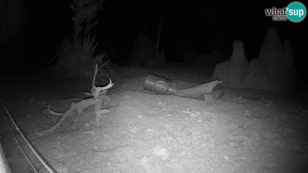 Zoo Ljubljana – Live webcam Meerkat (Suricata)
