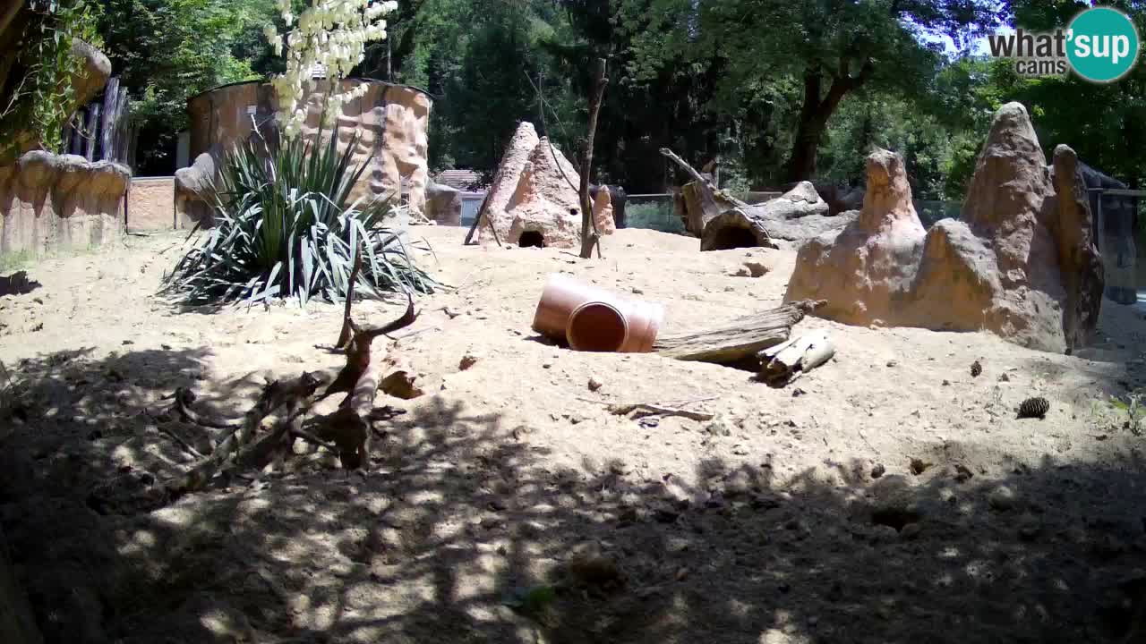 Zoo Ljubljana – Live webcam Meerkat (Suricata)