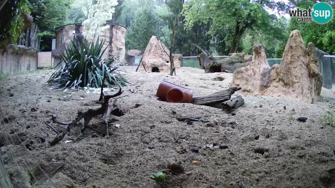 Webcam live Zoo Ljubljana – Suricata