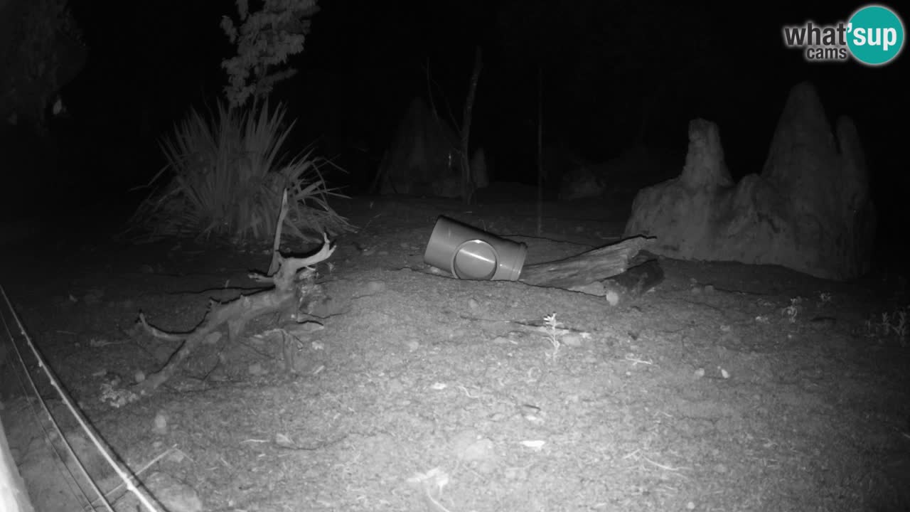 Zoo Ljubljana – Meerkat (Suricata)