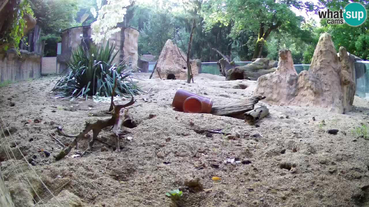 Zoo Ljubljana – Live webcam Meerkat (Suricata)