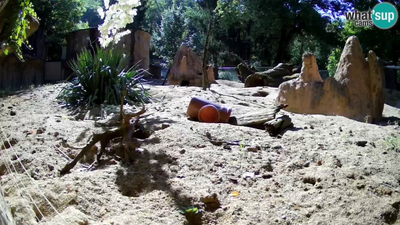 Zoo Ljubljana – Live webcam Meerkat (Suricata)