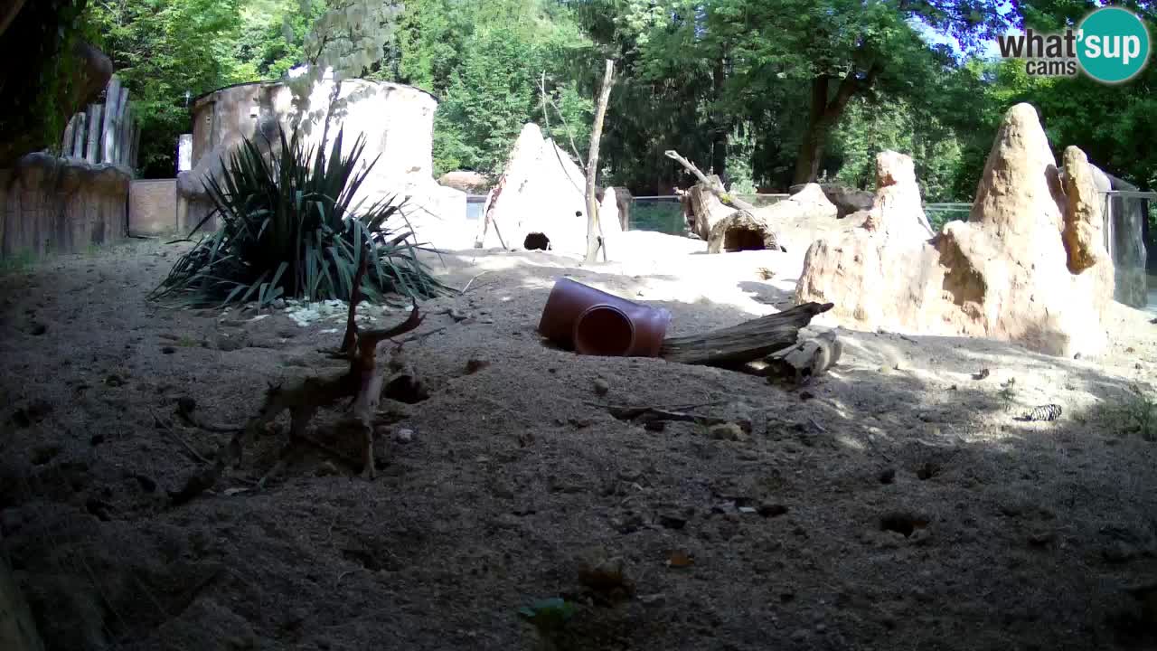 Zoo Ljubljana – Live webcam Meerkat (Suricata)