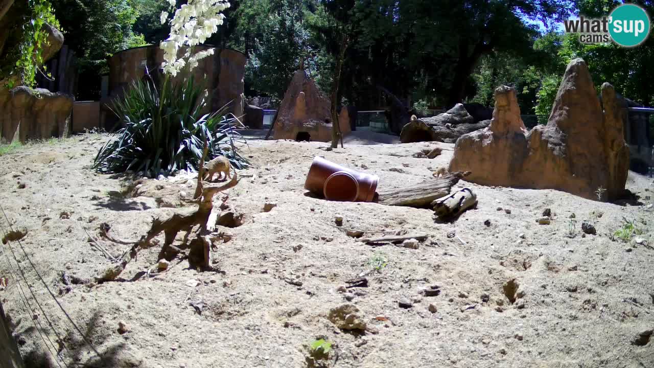 Zoo Ljubljana – Live webcam Meerkat (Suricata)