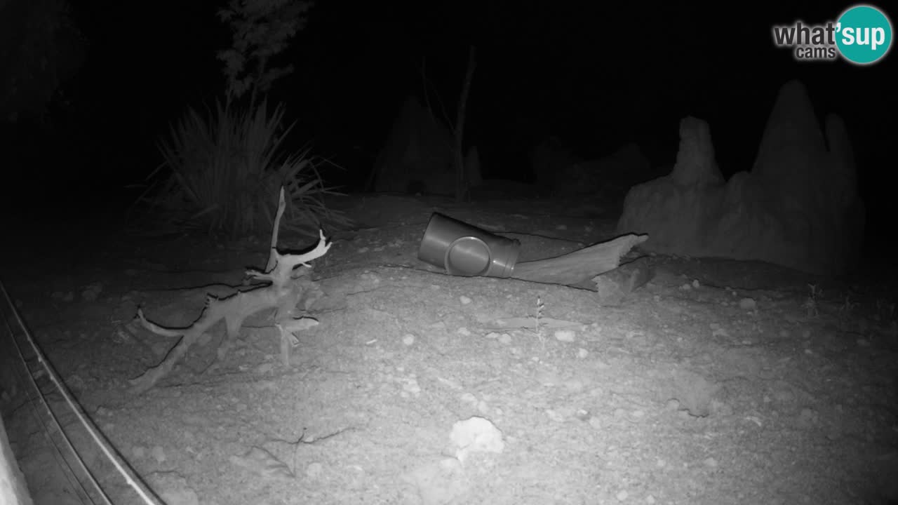 Zoo Ljubljana – Live webcam Meerkat (Suricata)