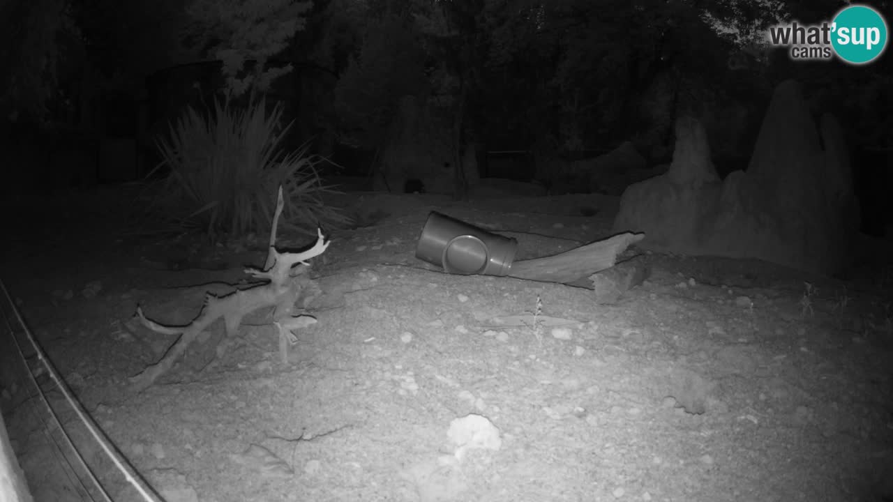 Zoo Ljubljana – Live webcam Meerkat (Suricata)