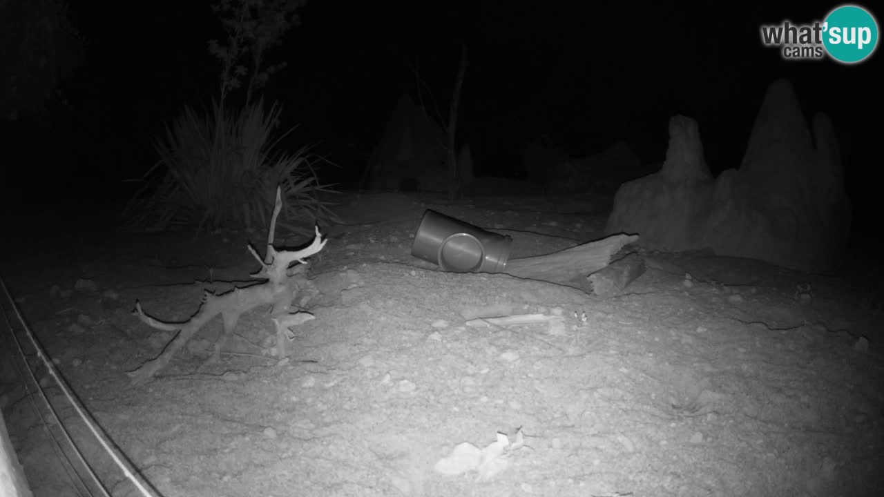 Live cam Zoo Ljubljana – Erdmännchen