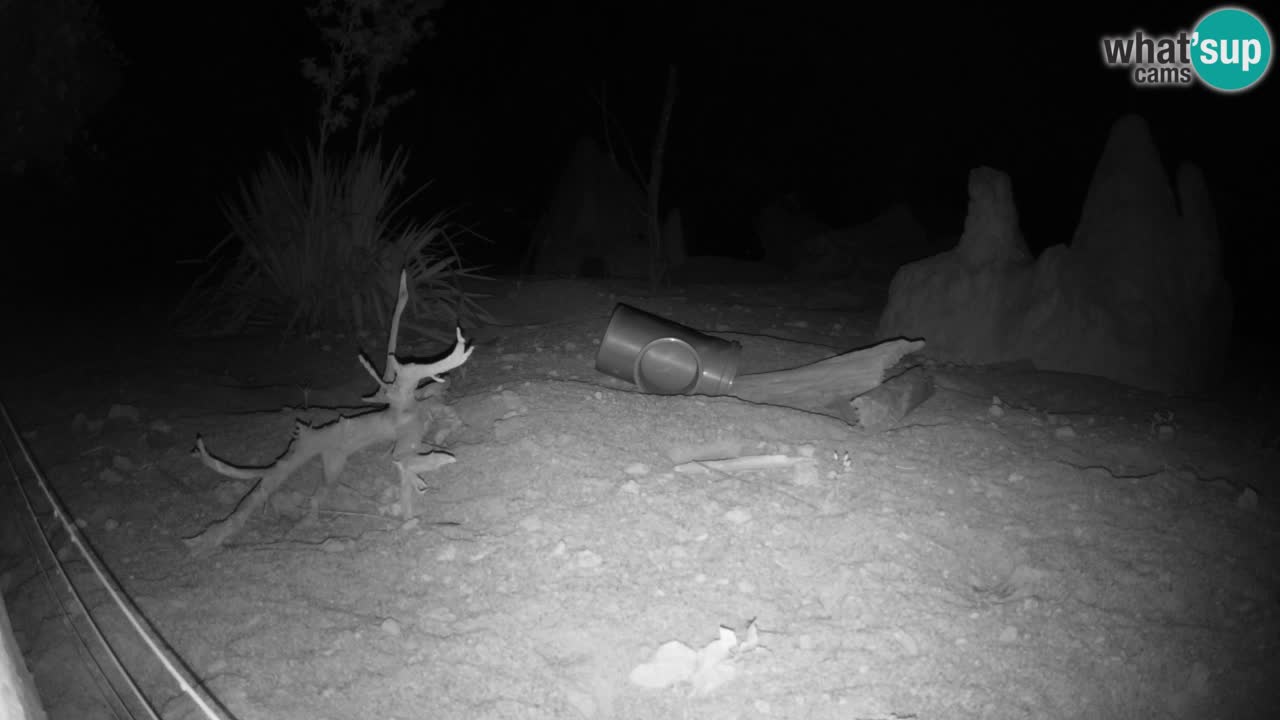 Live cam Zoo Ljubljana – Erdmännchen