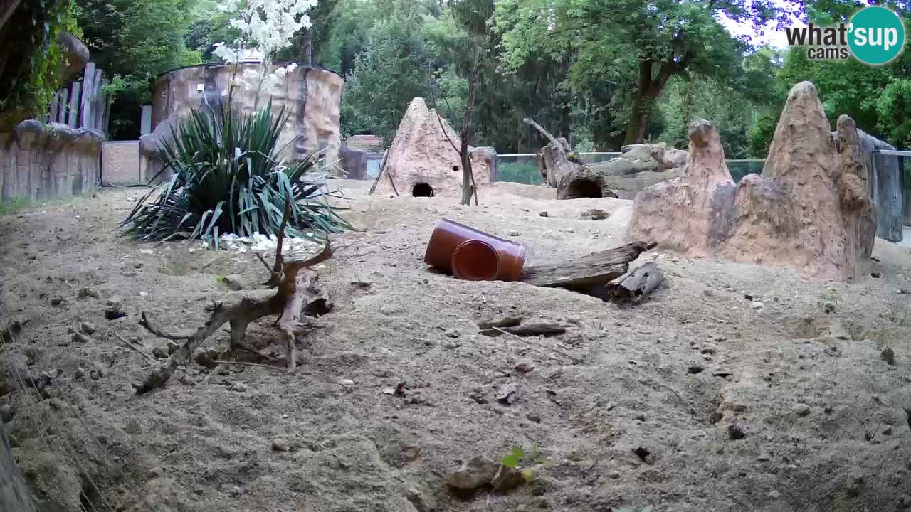 Live cam Zoo Ljubljana – Erdmännchen