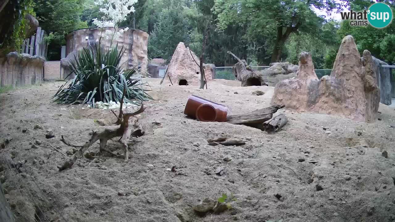 Web kamera Zoo Ljubljana – Merkat
