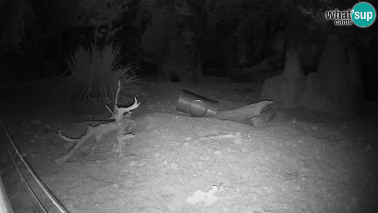 Zoo Ljubljana – Live webcam Meerkat (Suricata)