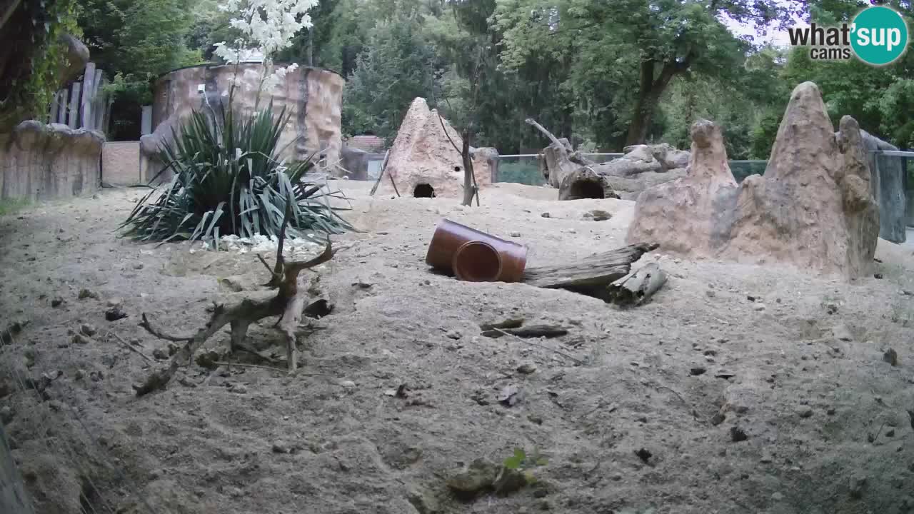 Zoo Ljubljana – Meerkat (Suricata)