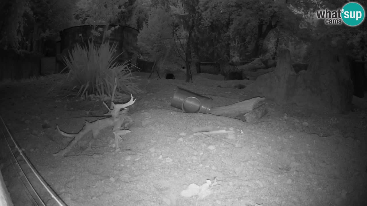 Webcam live Zoo Ljubljana – Suricata