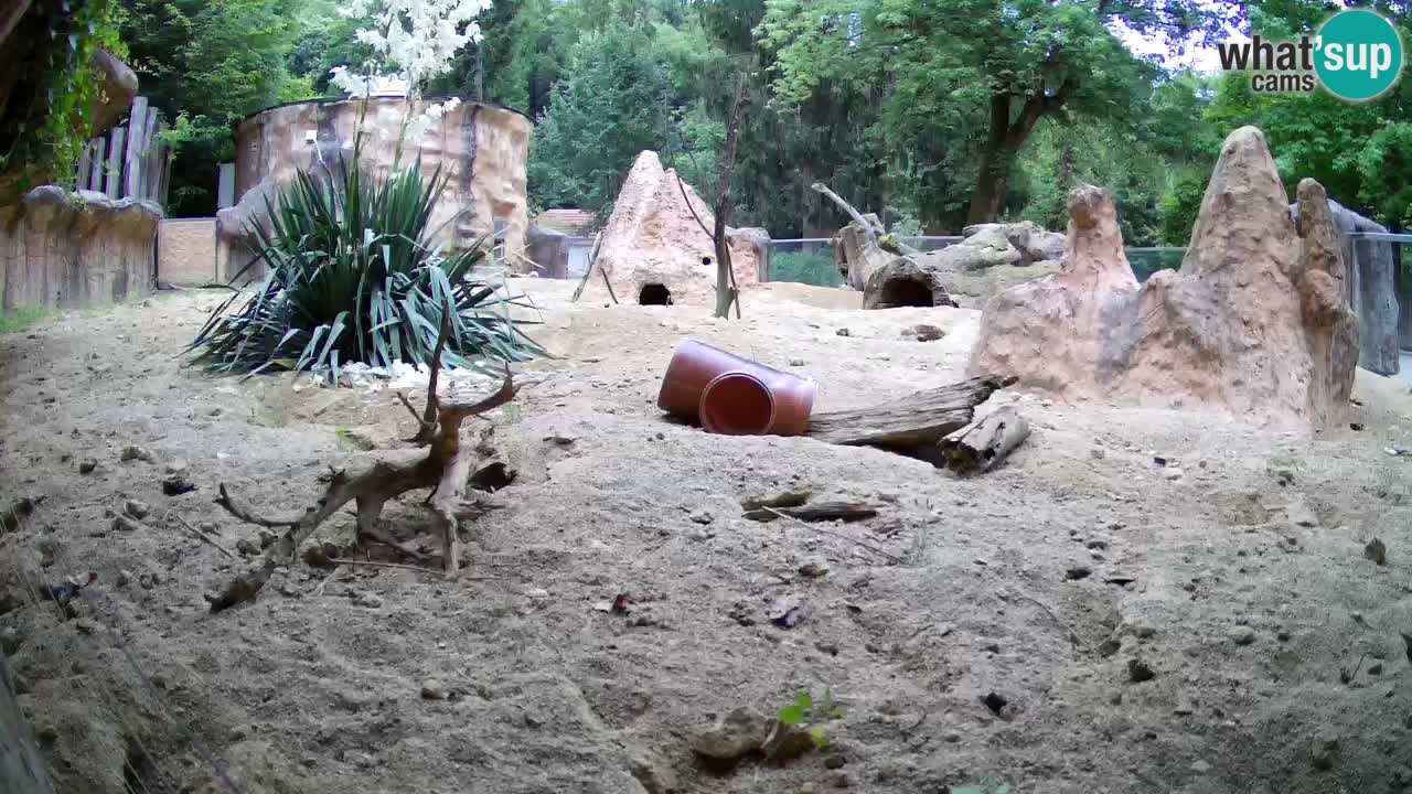 Zoo Ljubljana – Meerkat (Suricata)