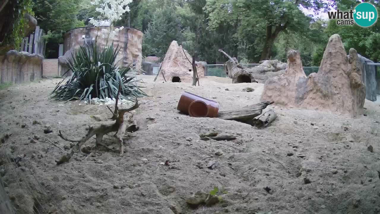 Web kamera Zoo Ljubljana – Merkat