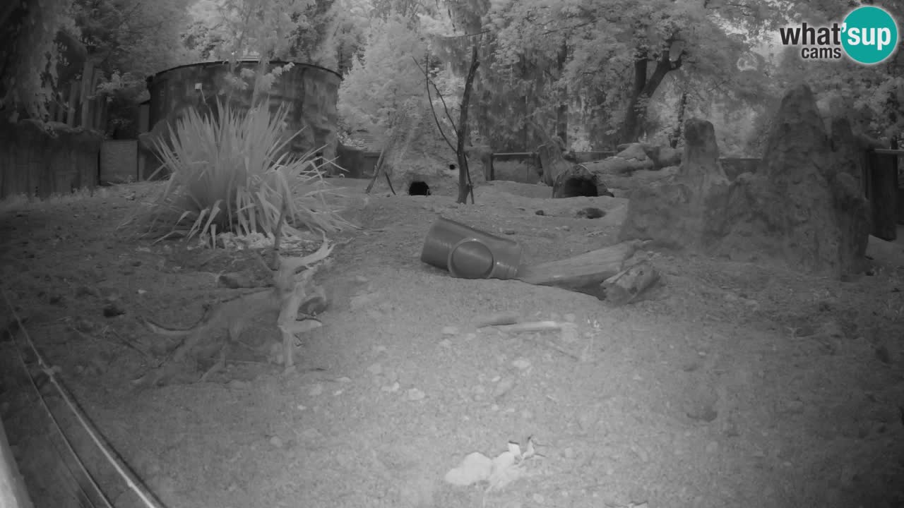 Live cam Zoo Ljubljana – Erdmännchen