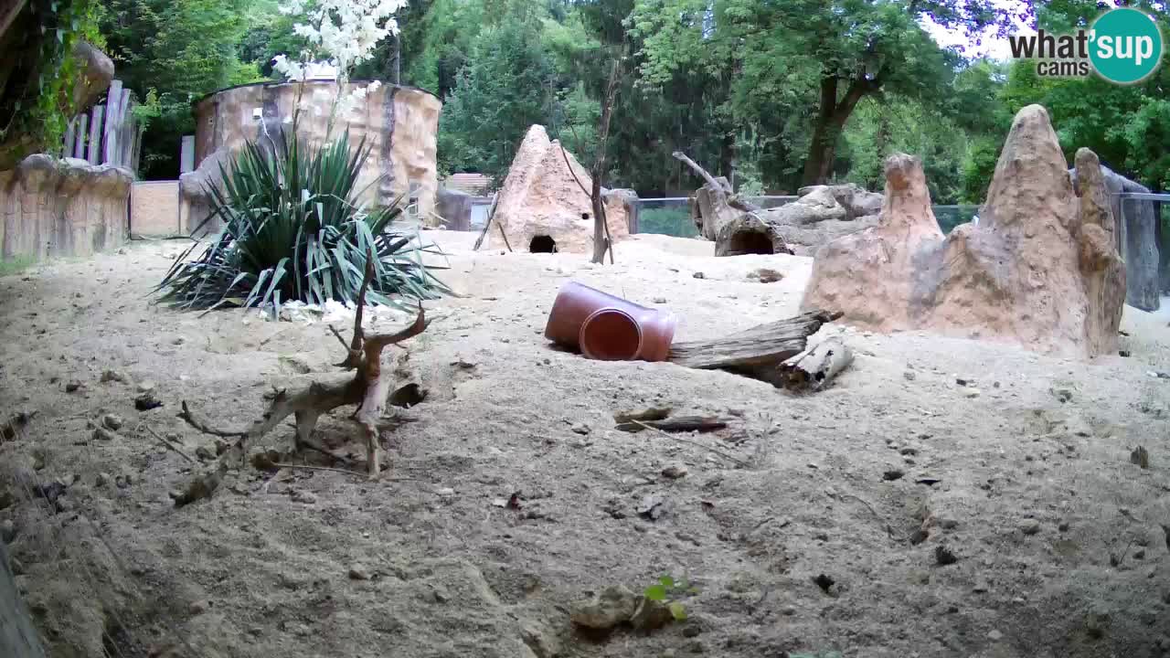 Web kamera Zoo Ljubljana – Merkat