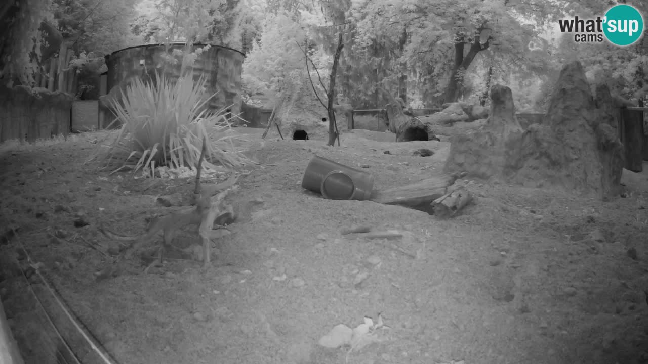 Live cam Zoo Ljubljana – Erdmännchen