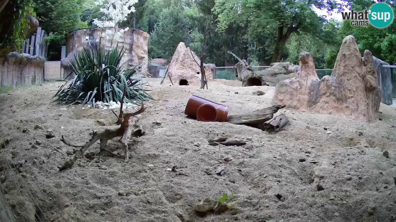 Webcam live Zoo Ljubljana – Suricata