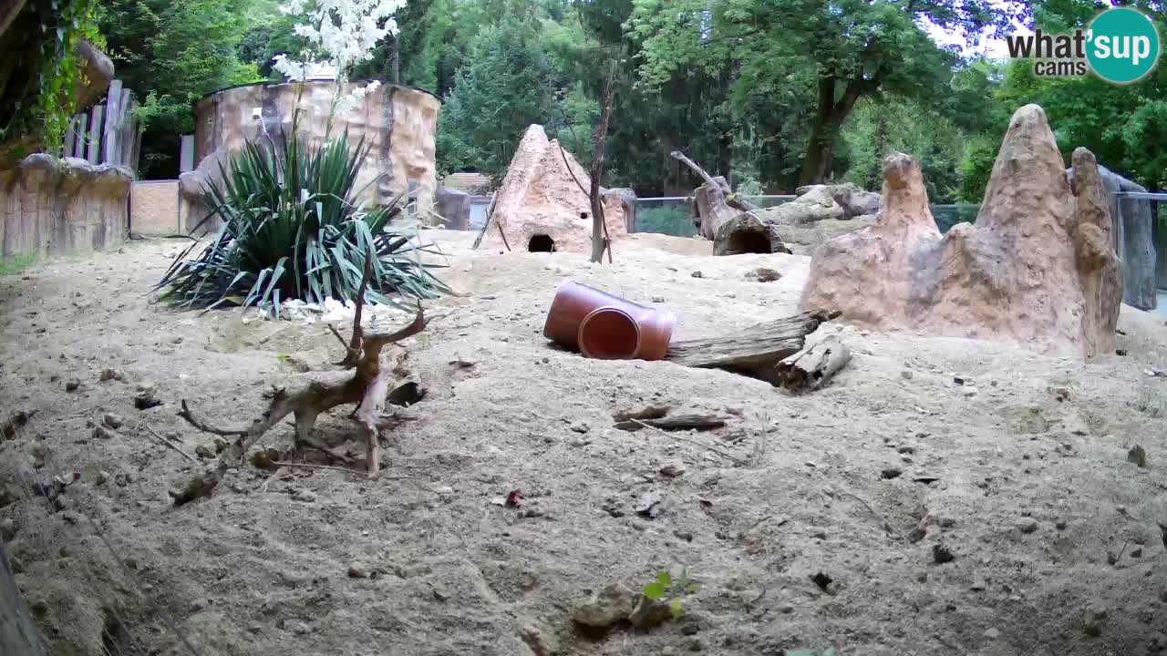 Webcam live Zoo Ljubljana – Suricata