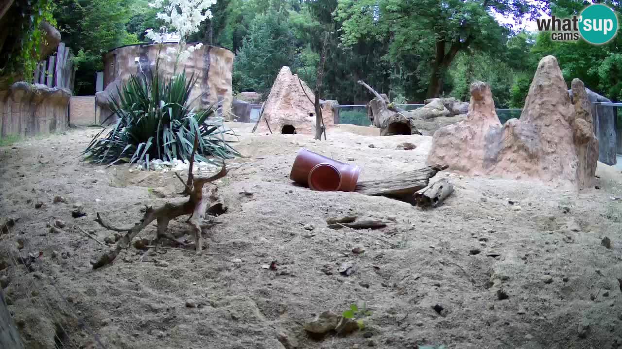 Zoo Ljubljana – Meerkat (Suricata)