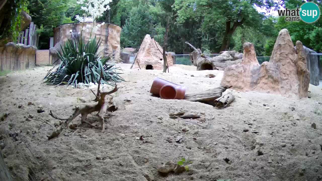 Zoo Ljubljana – Live webcam Meerkat (Suricata)
