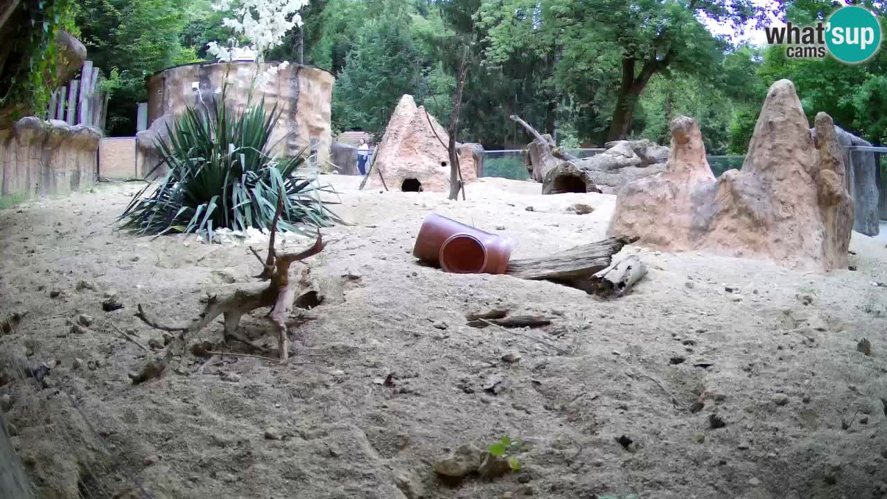Zoo Ljubljana – Meerkat (Suricata)