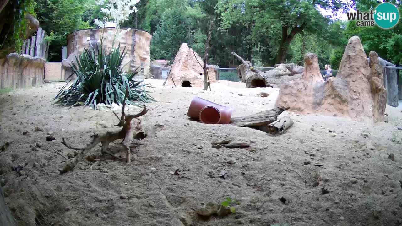 Web kamera Zoo Ljubljana – Merkat