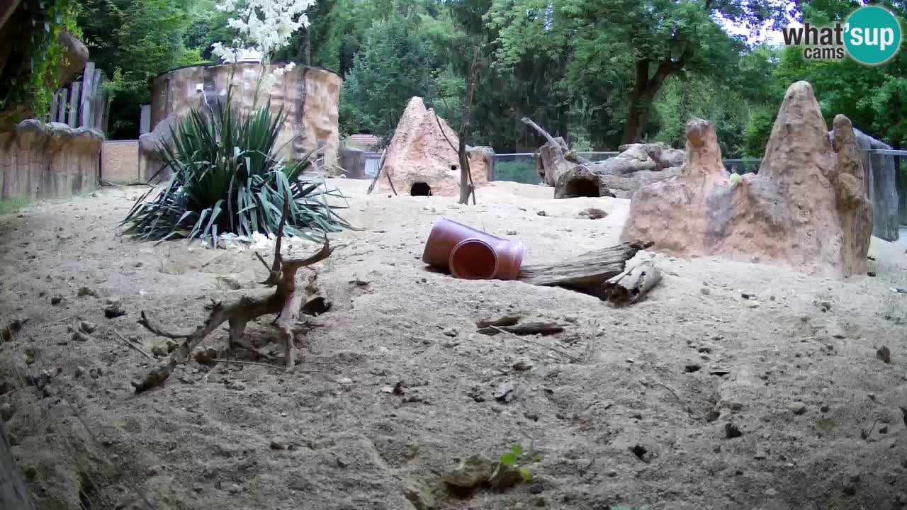 Web kamera Zoo Ljubljana – Merkat