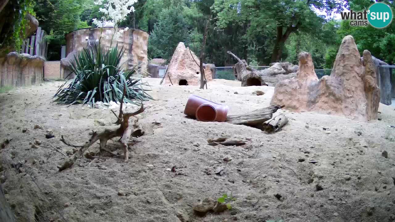 Zoo Ljubljana – Meerkat (Suricata)