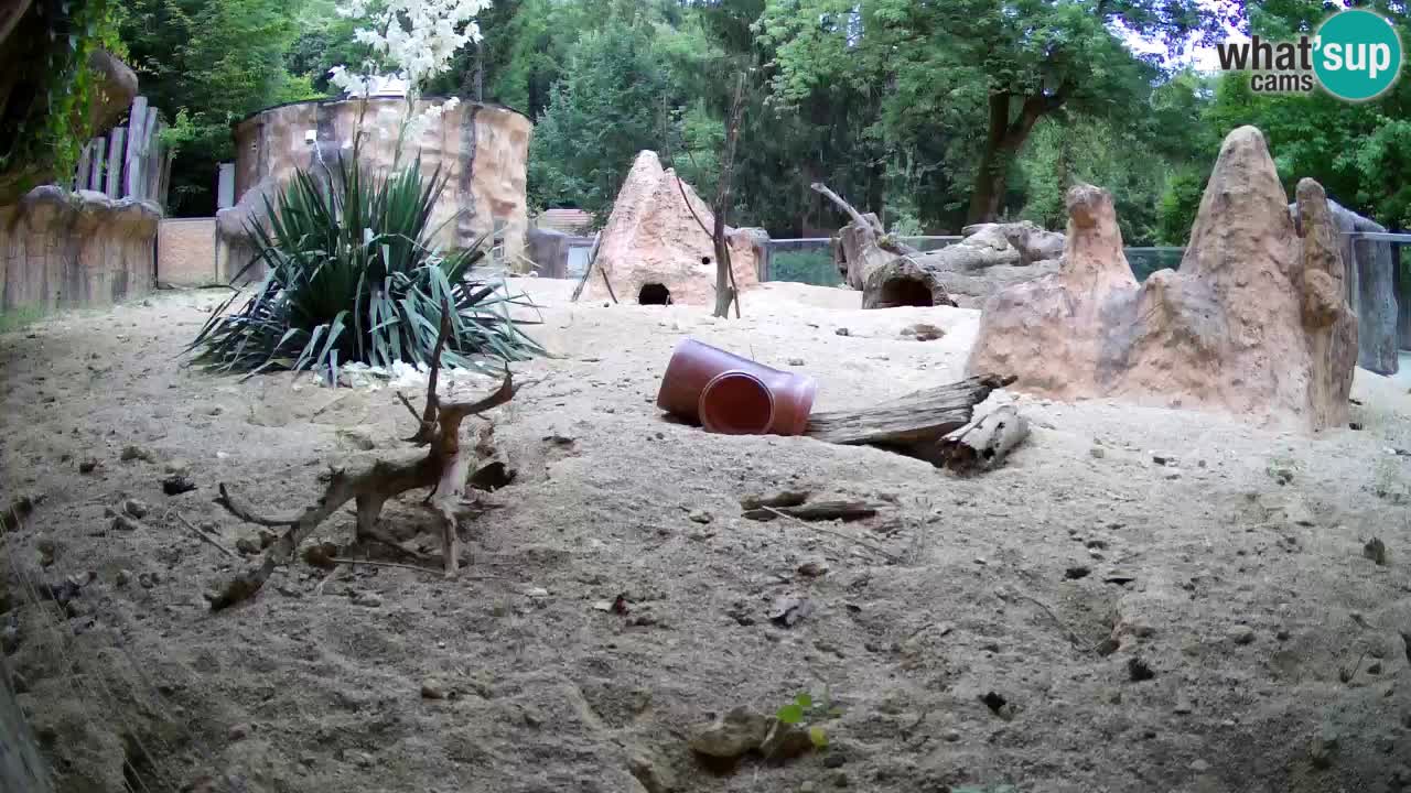 Zoo Ljubljana – Live webcam Meerkat (Suricata)