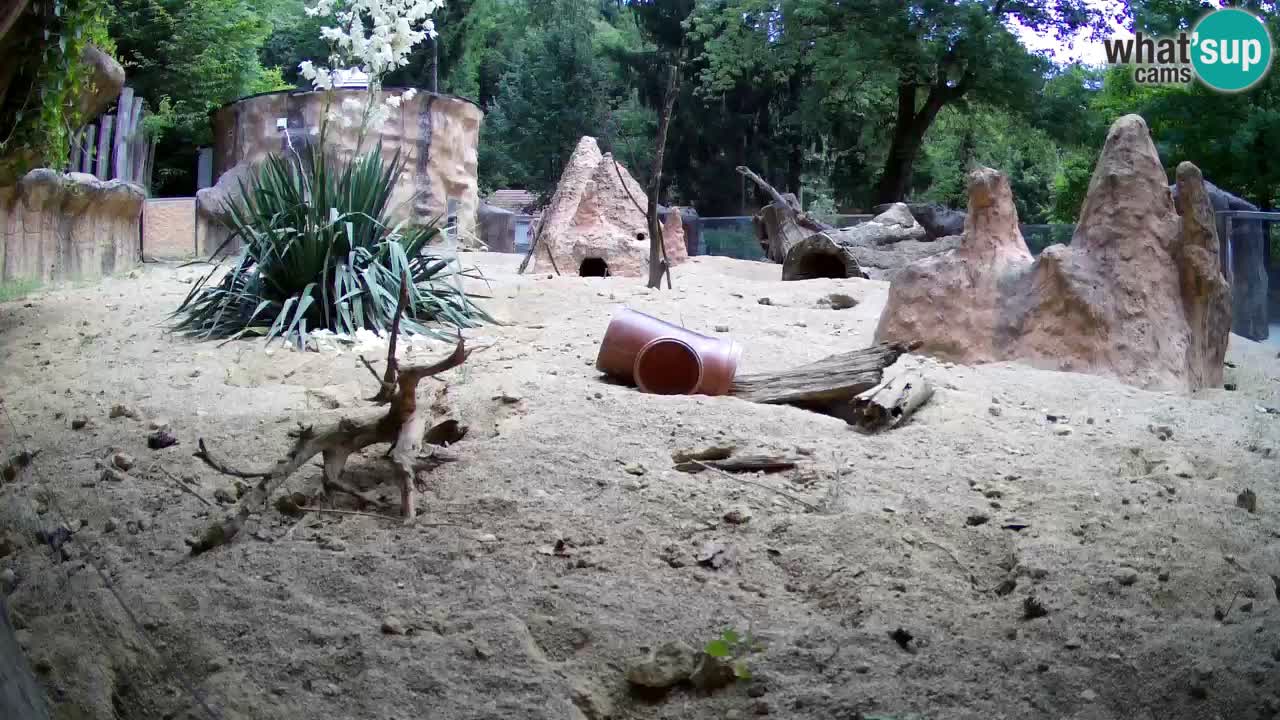 Zoo Ljubljana – Live webcam Meerkat (Suricata)