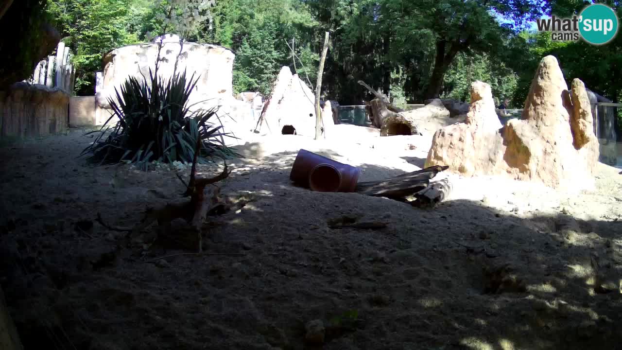 Webcam live Zoo Ljubljana – Suricata
